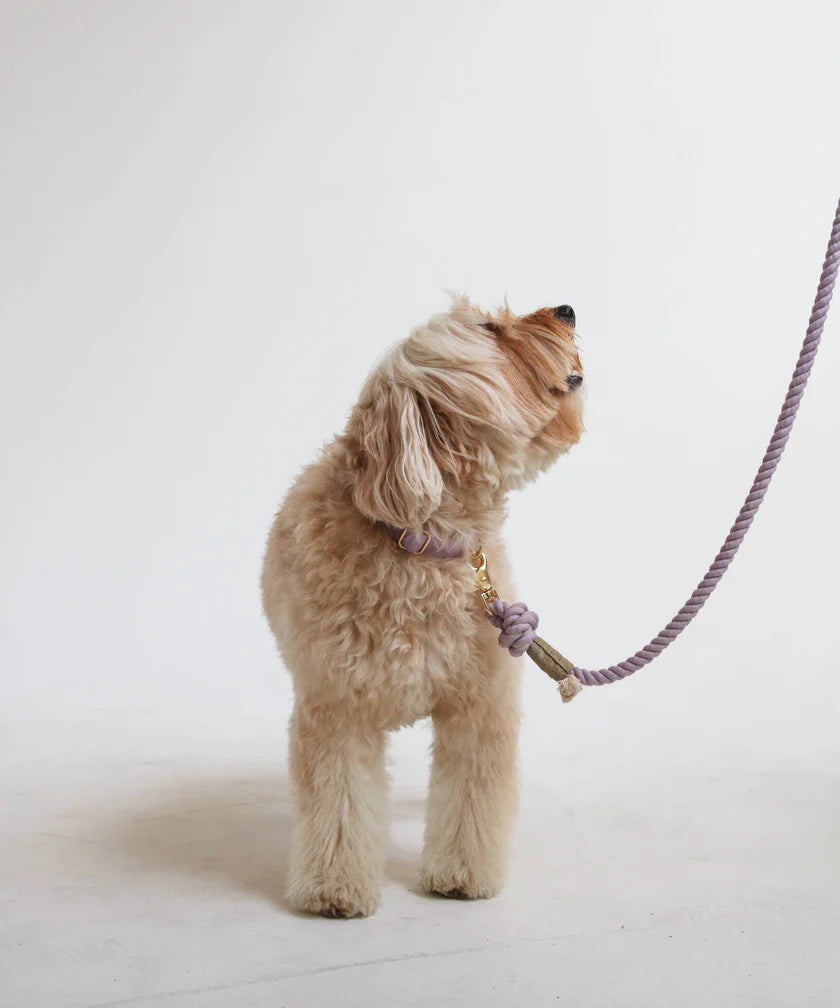 Furlow Collar - Lavender 