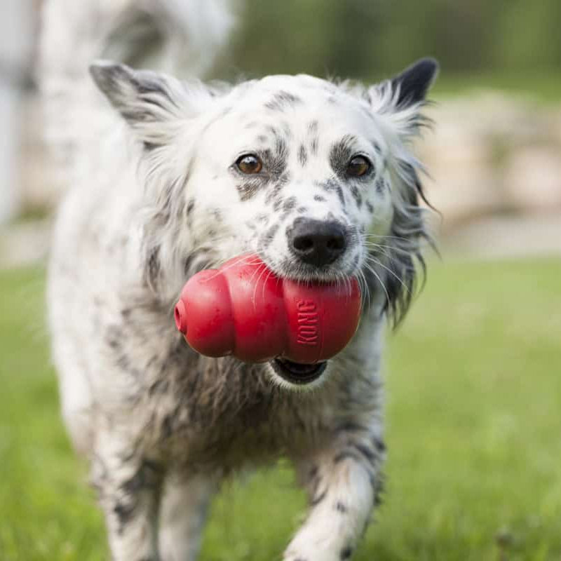 KONG Classic užpildomas žaislas šunims