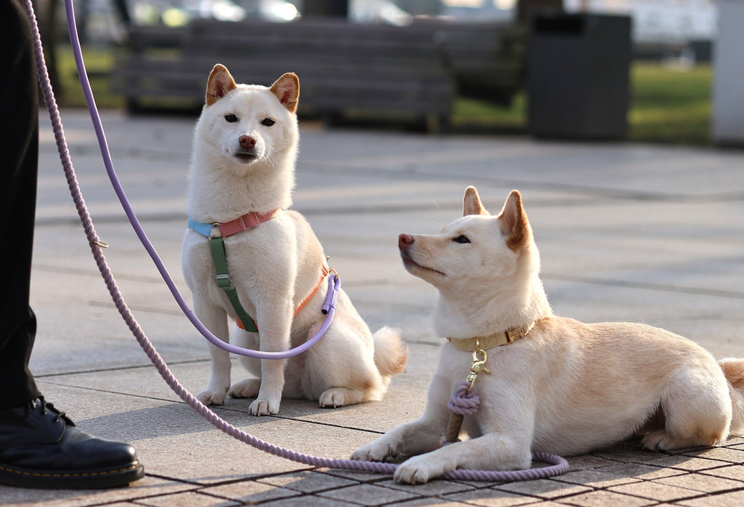 Furlou Rope Multifunctional Leash - Lavender Fields