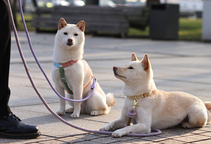 Furlou Rope Multifunctional Leash - Lavender Fields