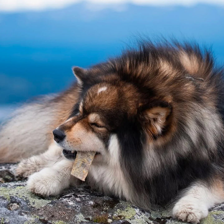 Essential žuvies odos lazdelės (100 g.)