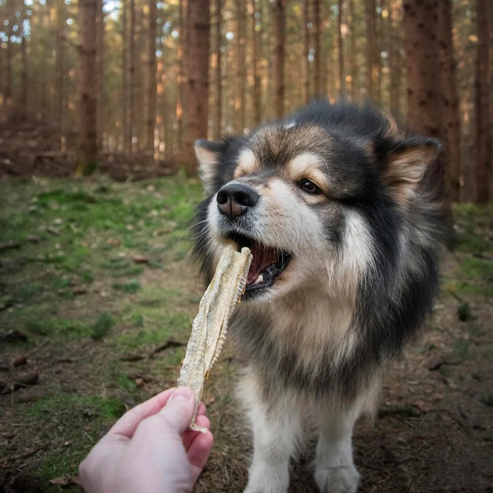 Essential žuvies odos lazdelės (100 g.)