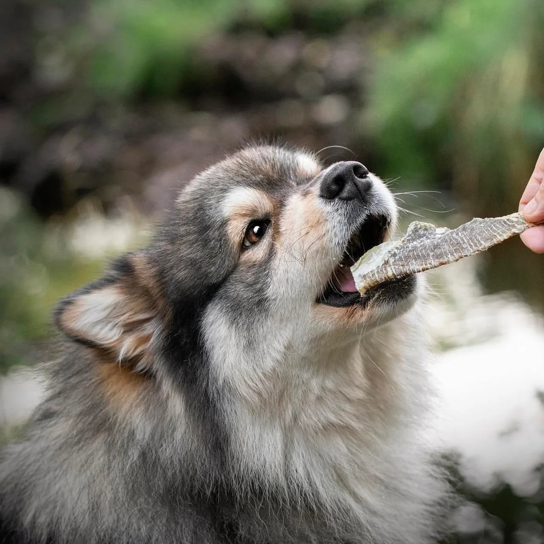 Essential žuvies odos lazdelės (100 g.)