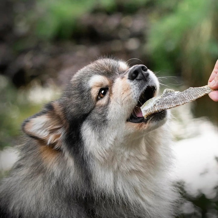 Essential žuvies odos lazdelės (100 g.)