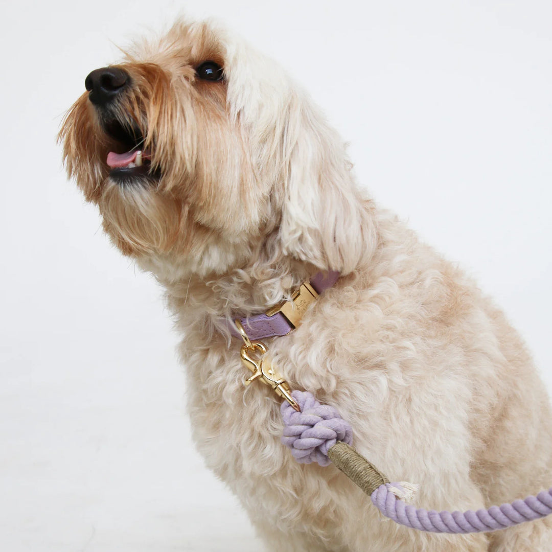 Furlow Collar - Lavender 