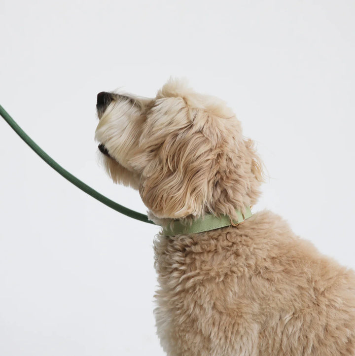 Furlow Collar - Sage Green 