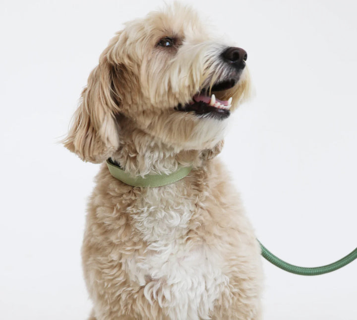 Furlow Collar - Sage Green 