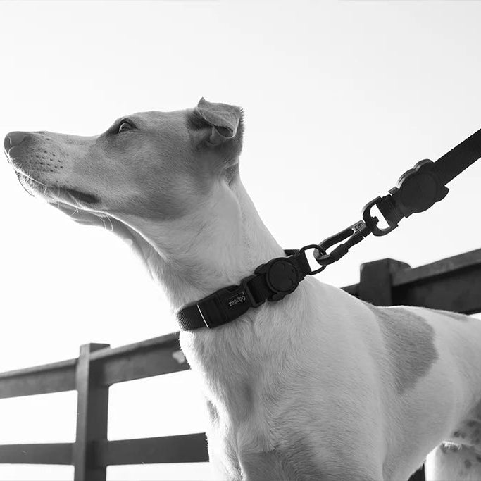 Zee.Dog antkaklis - Gotham