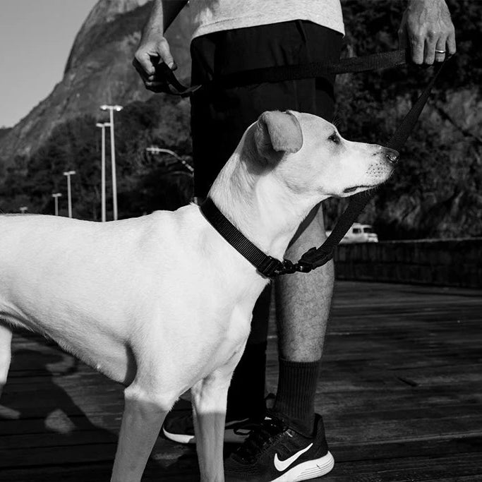 Zee.Dog antkaklis - Gotham