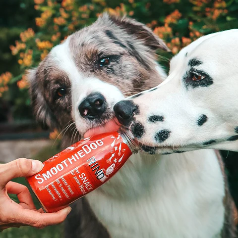 SmoothieDog glotnutis šunims su jautiena