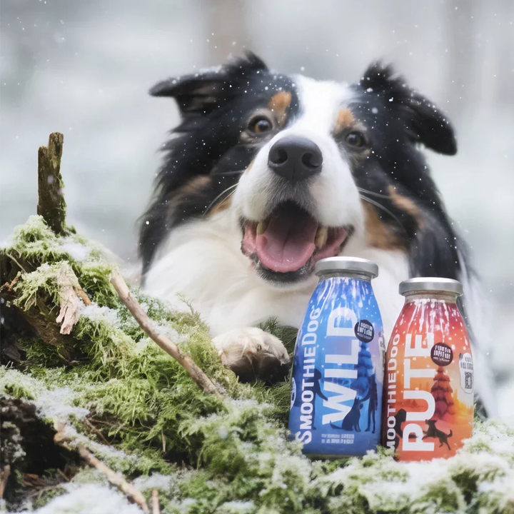 SmoothieDog glotnutis šunims su kalakutiena