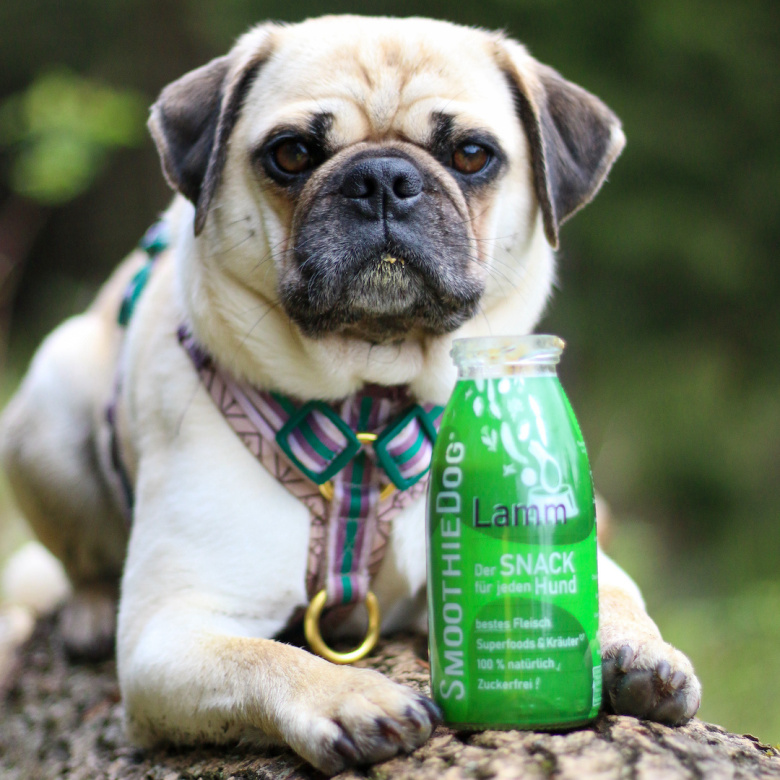SmoothieDog glotnutis šunims su ėriena