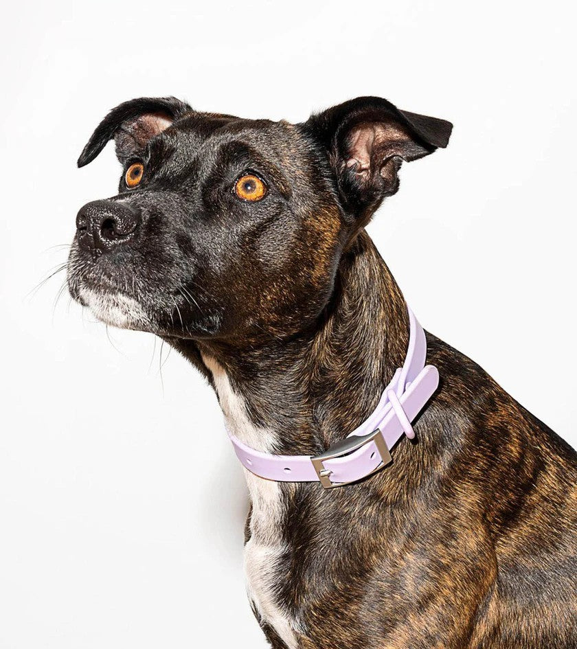 Collar - Lilac