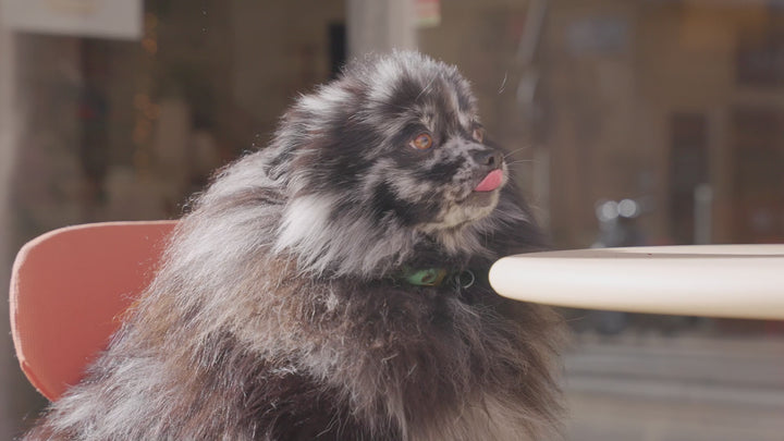 Delamour šunų skanėstai, kurie padeda nuraminti ir sumažinti stresą (700 g.)